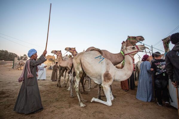 بائع مصري يرفع عصاه ويشير لجماله بالوقوف في سوق الإبل في الجيزة قبيل عيد الأضحى في مصر - سبوتنيك عربي