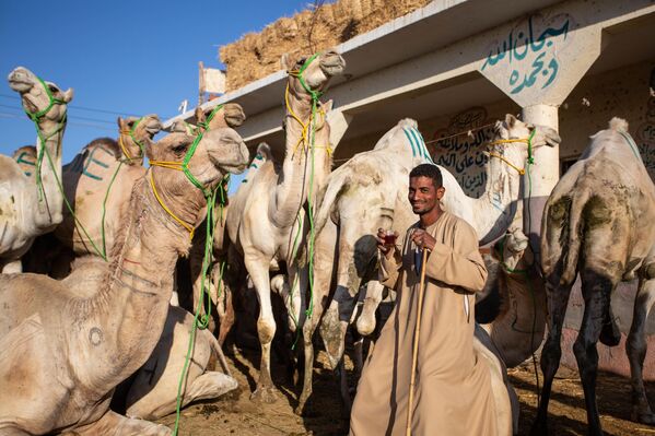 بائع مصري يبتسم ويتوسط جماله في سوق الإبل في الجيزة، قبيل عيد الأضحى في مصر - سبوتنيك عربي