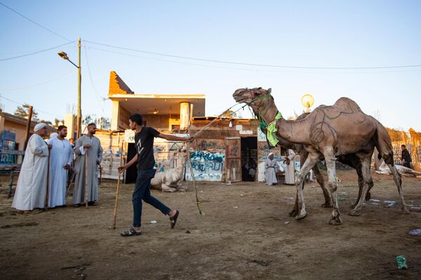 بائع مصري يقتاد جمله للبيع في سوق الإبل في الجيزة، قبيل عيد الأضحى في مصر - سبوتنيك عربي