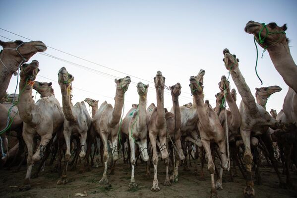 مجموعة من الإبل معروضة للبيع في سوق الإبل في الجيزة، قبيل عيد الأضحى في مصر - سبوتنيك عربي
