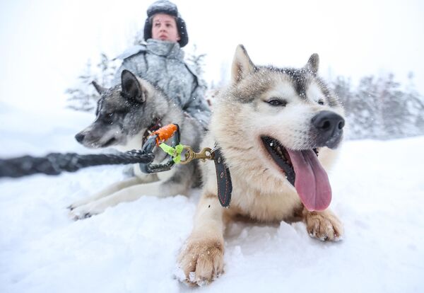 كلاب الزلاجات، خلال جلسات التدريب التكتيكي، في ساحة تدريب اللواء 80 المنفصل &quot;أركتيتشيسكايا&quot;، التابع لأسطول الشمال الروسي، بالقرب من قرية ألاكورتي في مقاطعة مورمانسك، شمال غربي روسيا - سبوتنيك عربي