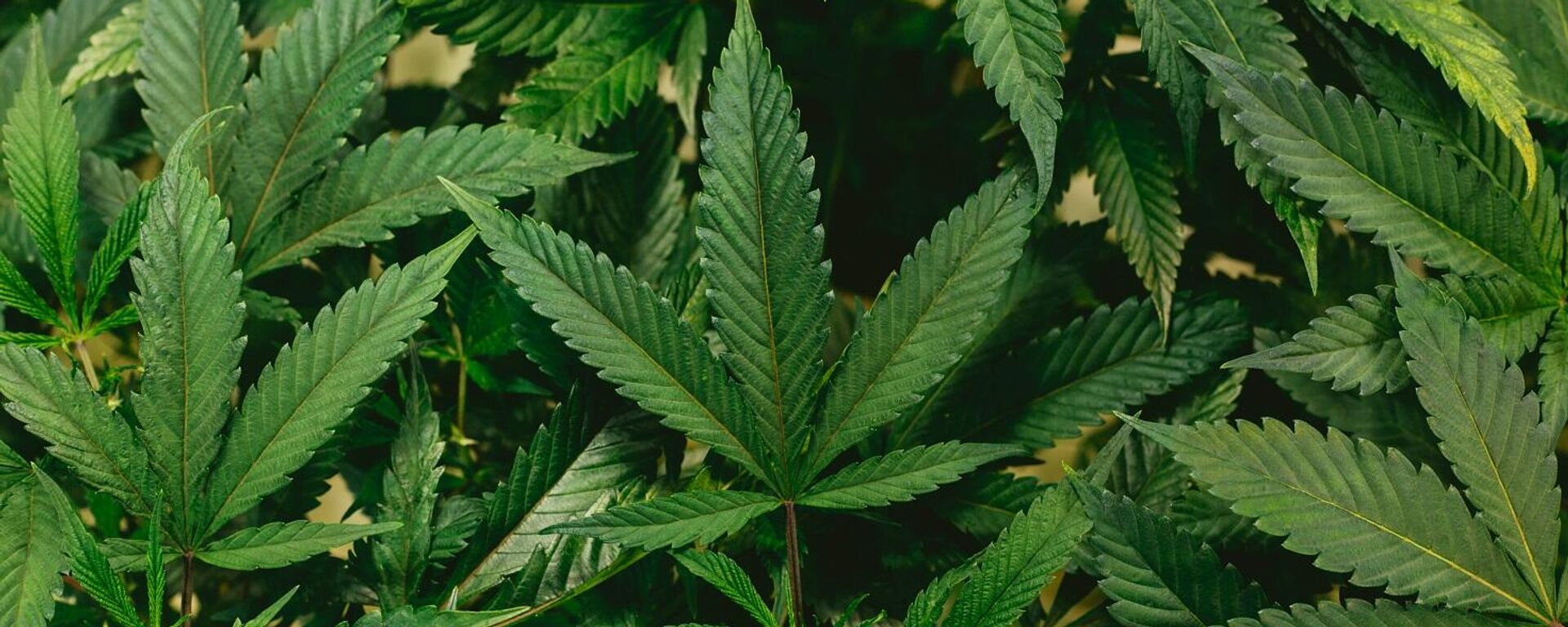 أوراق نبتة القنب - سبوتنيك عربي, 1920, 31.05.2025