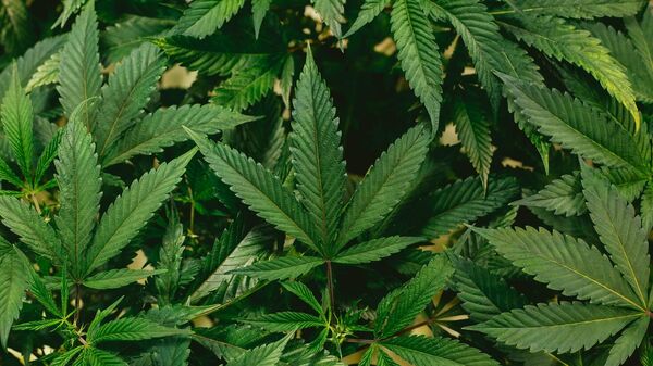 أوراق نبتة القنب - سبوتنيك عربي