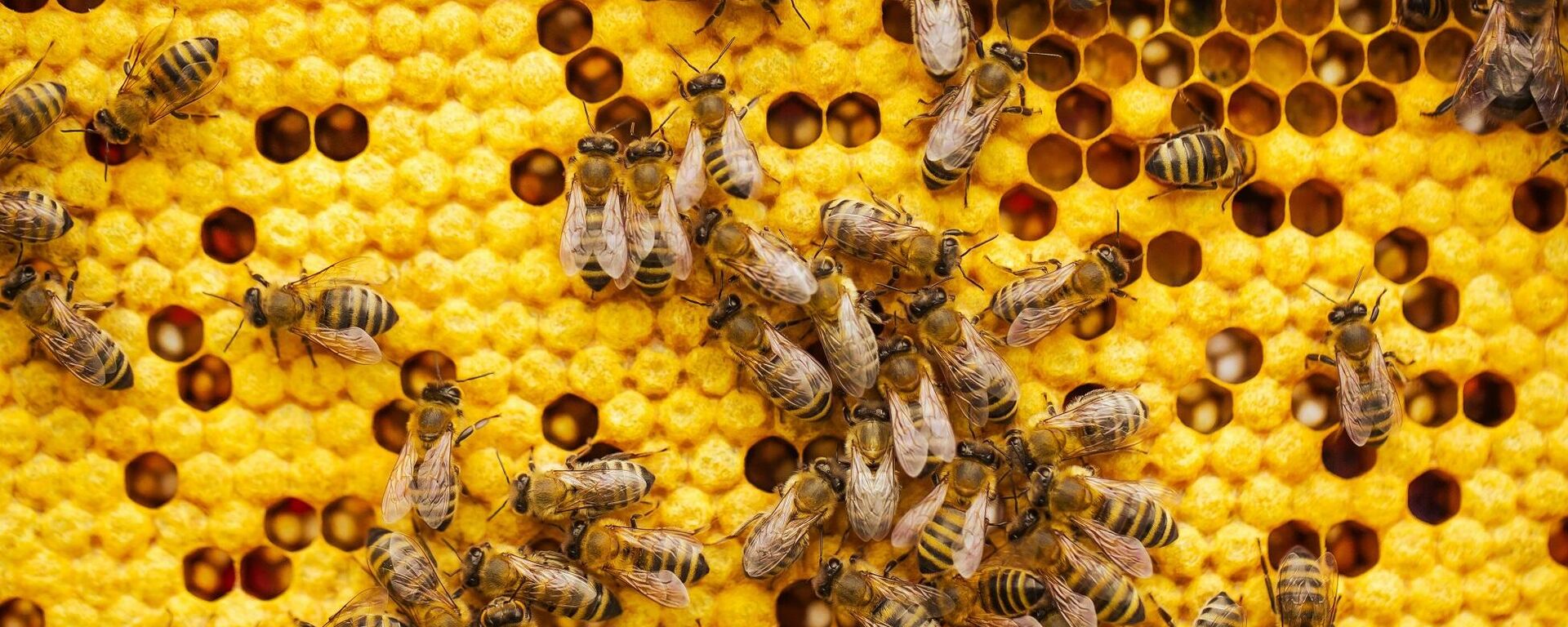 نحل - سبوتنيك عربي, 1920, 06.09.2025