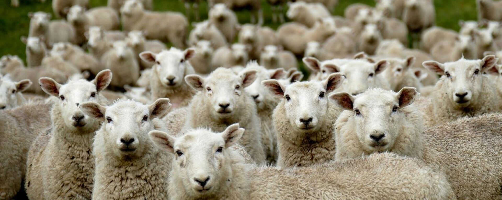 أغنام - سبوتنيك عربي, 1920, 01.06.2025