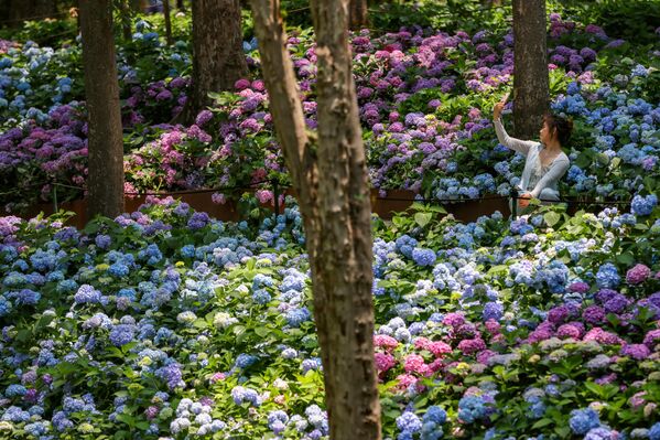 فتاة تلتقط صورة سيلفي مع الأزهار الكوبية المتفتحة على الجبل الأرجواني في نانجينغ، مقاطعة جيانغسو، الصين. - سبوتنيك عربي