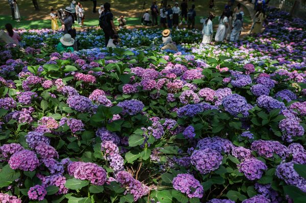 صورة جميلة للأزهار الكوبية ذات اللون الأزرق والزهري. - سبوتنيك عربي