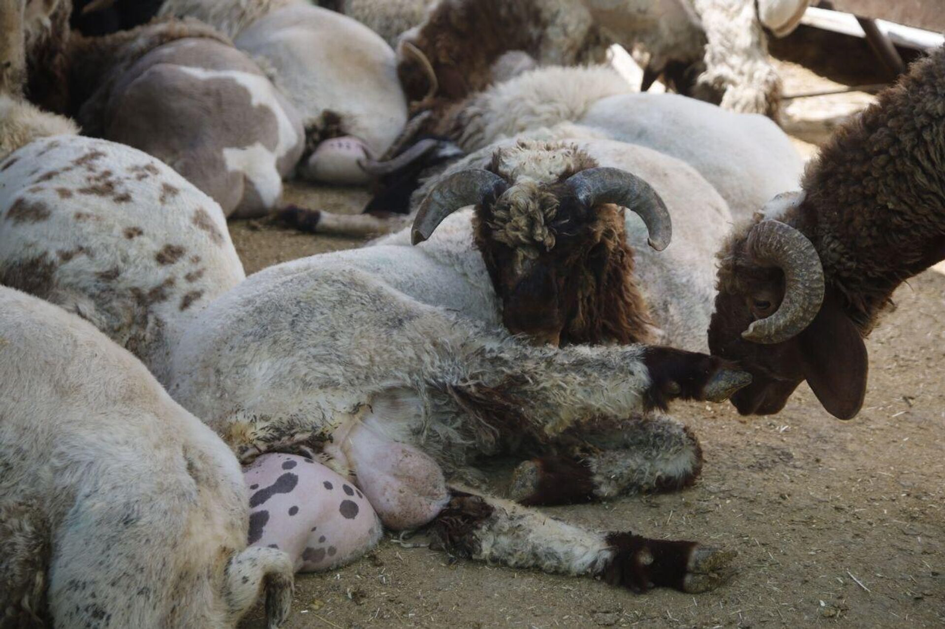خروف العيد في لبنان هذا العام.. طقوس باقية رغم التحديات
 - سبوتنيك عربي, 1920, 05.06.2025