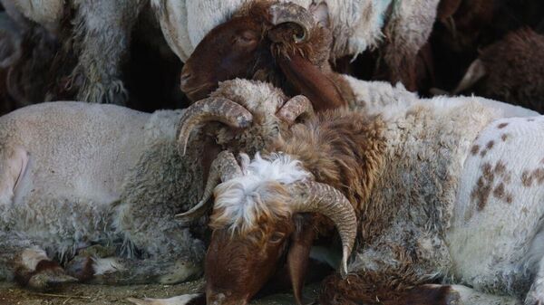 خروف العيد في لبنان هذا العام.. طقوس باقية رغم التحديات
 - سبوتنيك عربي