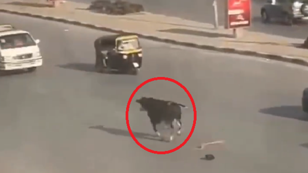 عجل هارب في أحد شوارع القاهرة
 - سبوتنيك عربي