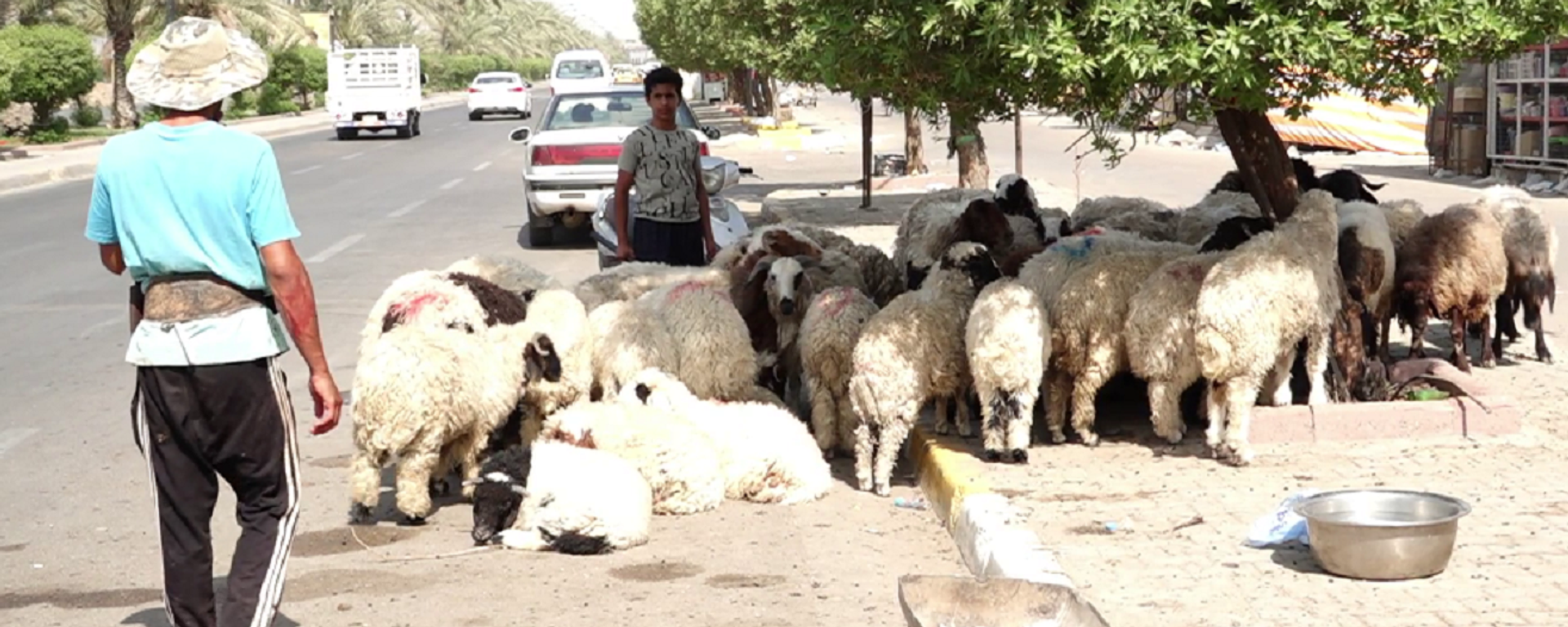 الذبح العشوائي يتحدى قرارات الحكومة في بغداد.. والحمى النزفية تواصل الفوضى - سبوتنيك عربي, 1920, 07.06.2025