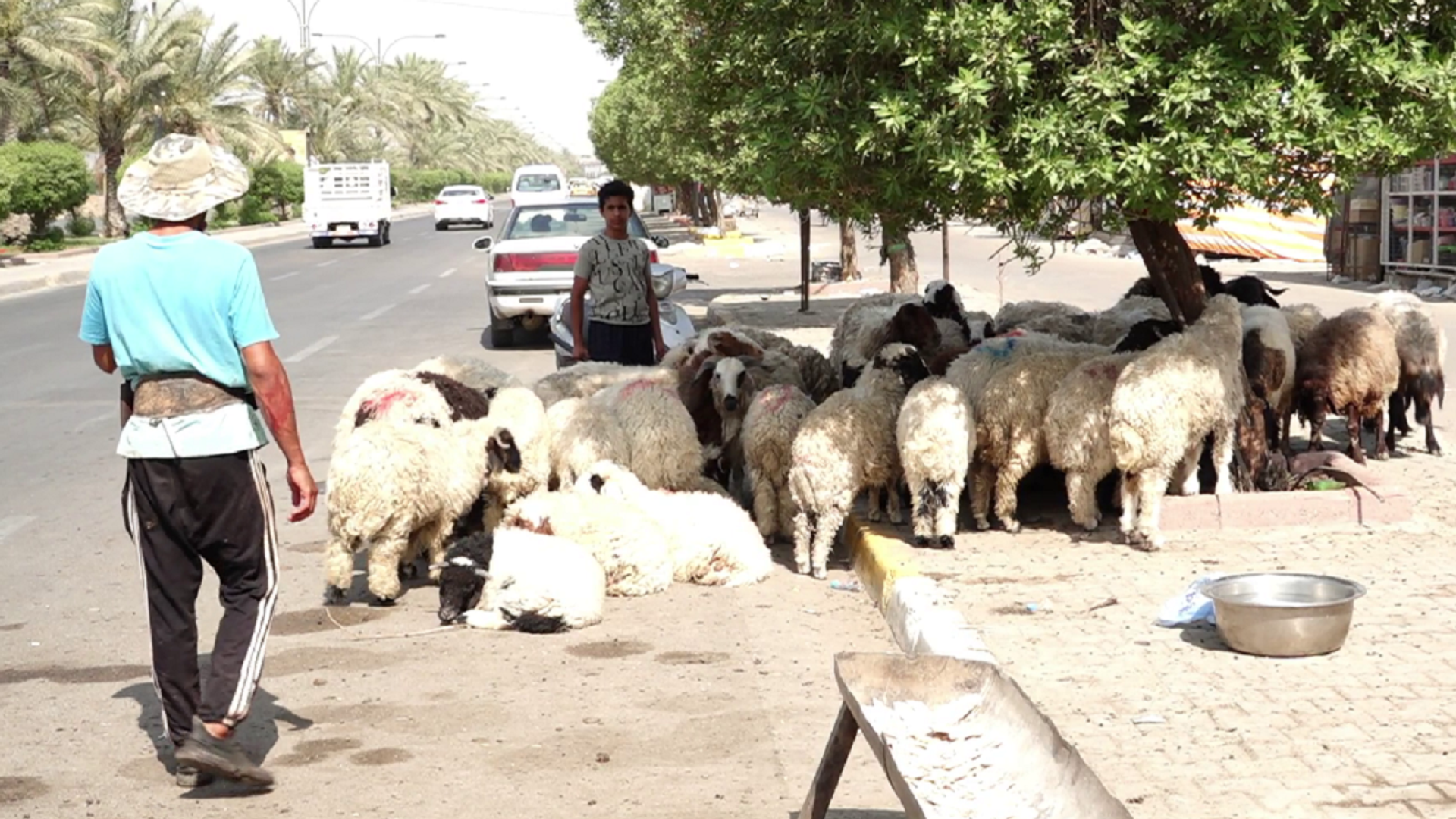 الذبح العشوائي يتحدى قرارات الحكومة في بغداد.. والحمى النزفية تواصل الفوضى الذبح العشوائي يتحدى قرارات الحكومة في بغداد.. والحمى النزفية تواصل الفوضى - سبوتنيك عربي, 1920, 07.06.2025