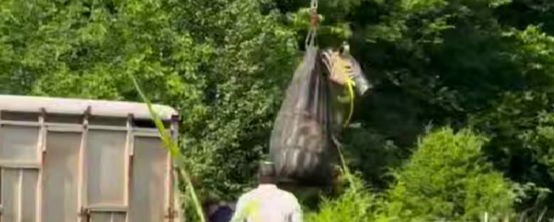 عملية إنقاذ لحمار وحشي هارب في الولايات الأمريكية - سبوتنيك عربي, 1920, 09.06.2025