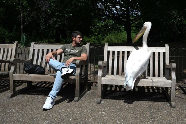 طائر البجع تستريح على مقاعد في حديقة "سانت جيمس" التاريخية في لندن. - سبوتنيك عربي