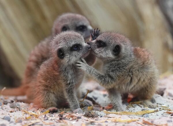 صغار الميركات في حديقة "بلير دروموند سفاري بارك" في بريطانيا. - سبوتنيك عربي