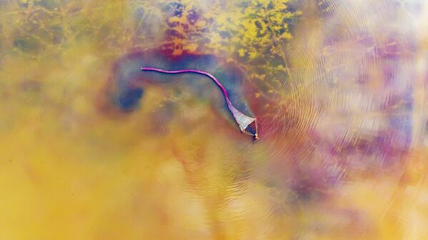 صورة جوية لصياد يصطاد روبيانًا ملحيًا في بحيرة مالحة، 8 يونيو/حزيران 2025، في يونتشنغ، مقاطعة شانشي، الصين. - سبوتنيك عربي