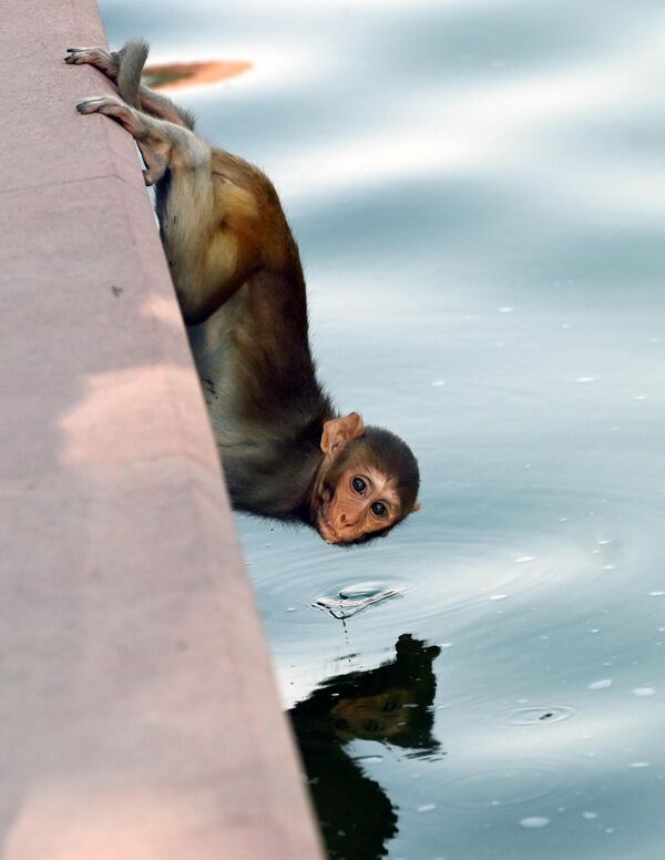 قرود تروي عطشها في مسار كارتافيا خلال طقس حار في 10 يونيو 2025 في نيودلهي، الهند. تستمر فترة الحر الشديد في دلهي-NCR. يوم الثلاثاء، سُجلت أعلى درجة حرارة لهذا الموسم عند 43.8 درجة مئوية،  - سبوتنيك عربي