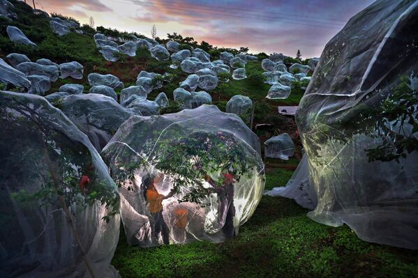 أشجار الفاكهة تحت المظلات، للمصور منغدان تشو، الصين. أشجار الفاكهة تحت المظلات، للمصور منغدان تشو، الصين. - سبوتنيك عربي