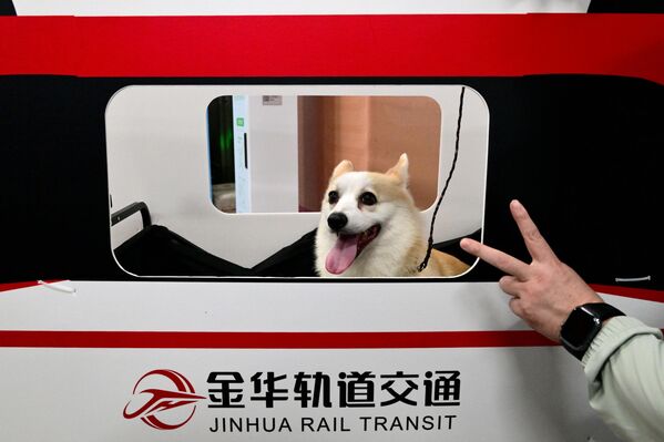 كلب جالس على مقعد ينظر لشخص من نافذة قطار يسمح باصطحاب الحيوانات الأليفة في مقاطعة تشجيانغ الصينية - سبوتنيك عربي