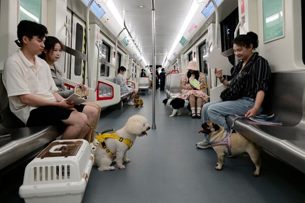 ركاب مع كلابهم الأليفة يستقلون قطارًا يسمح باصطحاب الحيوانات الأليفة في مقاطعة تشجيانغ الصينية - سبوتنيك عربي
