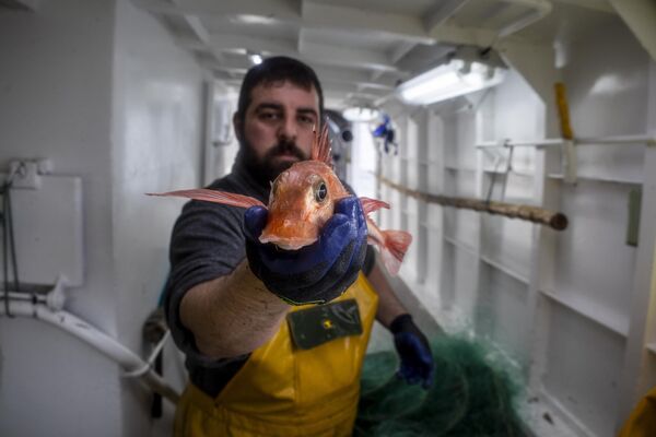 بحار يمسك بيده سمكة السنونو في إسبانيا. - سبوتنيك عربي