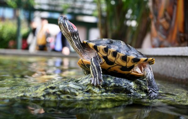 سلحفاة ذات أذنين حمراء في مياه ساحة مانيجنايا في موسكو. - سبوتنيك عربي