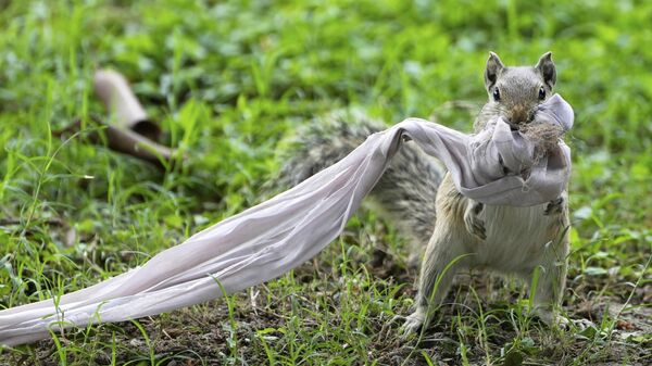 Белка заворачивает кусок ткани для своей будки в саду в Калькутте, Индия - سبوتنيك عربي