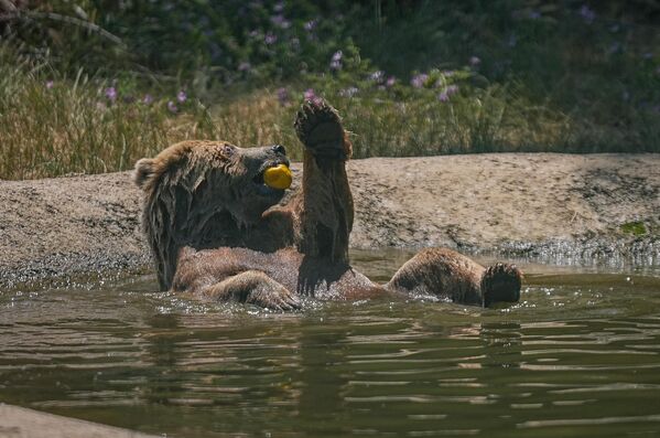 دب يأكل الفاكهة وهو مستلقي على ظهره  وسط بركة في تركيا. - سبوتنيك عربي