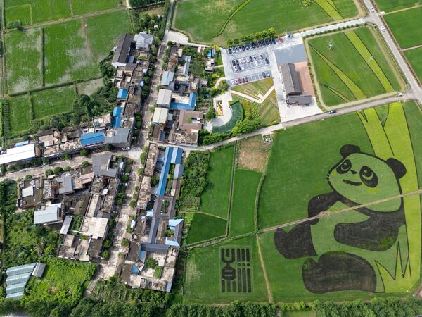  رسم نموذج لباندا عملاق في حقل أرز شاسع في حديقة تيانفو الوطنية الزراعية الصناعية الحديثة في الصين. - سبوتنيك عربي