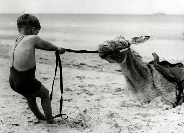 صبي على الشاطئ يحاول تحريك حمار عنيد. إنجلترا، تصوير 2 يوليو 1936. - سبوتنيك عربي