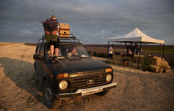 سياح يقومون بجمع أزهار الخزامى في منطقة باختشيساراي في شبه جزيرة القرم. سياح يقومون بجمع أزهار الخزامى في منطقة باختشيساراي في شبه جزيرة القرم. - سبوتنيك عربي