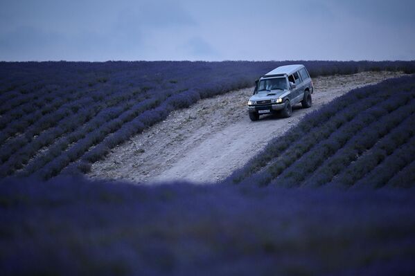 سيارة تجول في مزارع الخزامى في منطقة باختشيساراي في شبه جزيرة القرم. سيارة تجول في مزارع الخزامى في منطقة باختشيساراي في شبه جزيرة القرم. - سبوتنيك عربي