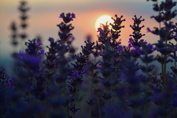 غروب الشمس في إحدى مزارع الخزامى في شبه جزيرة القرم. غروب الشمس في إحدى مزارع الخزامى في شبه جزيرة القرم. - سبوتنيك عربي