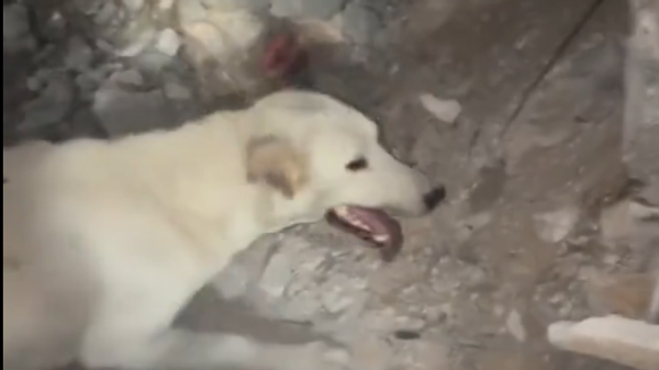  - سبوتنيك عربي