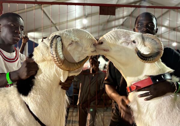 خروف يبلغ من العمر 19 شهرا، يقبّل آخر بمودة بعد فوزه في مسابقة ملكة جمال "لادوم" للذكور البالغين في داكار، السنغال. خروف يبلغ من العمر 19 شهرا، يقبّل آخر بمودة بعد فوزه في مسابقة ملكة جمال "لادوم" للذكور البالغين في داكار، السنغال. - سبوتنيك عربي