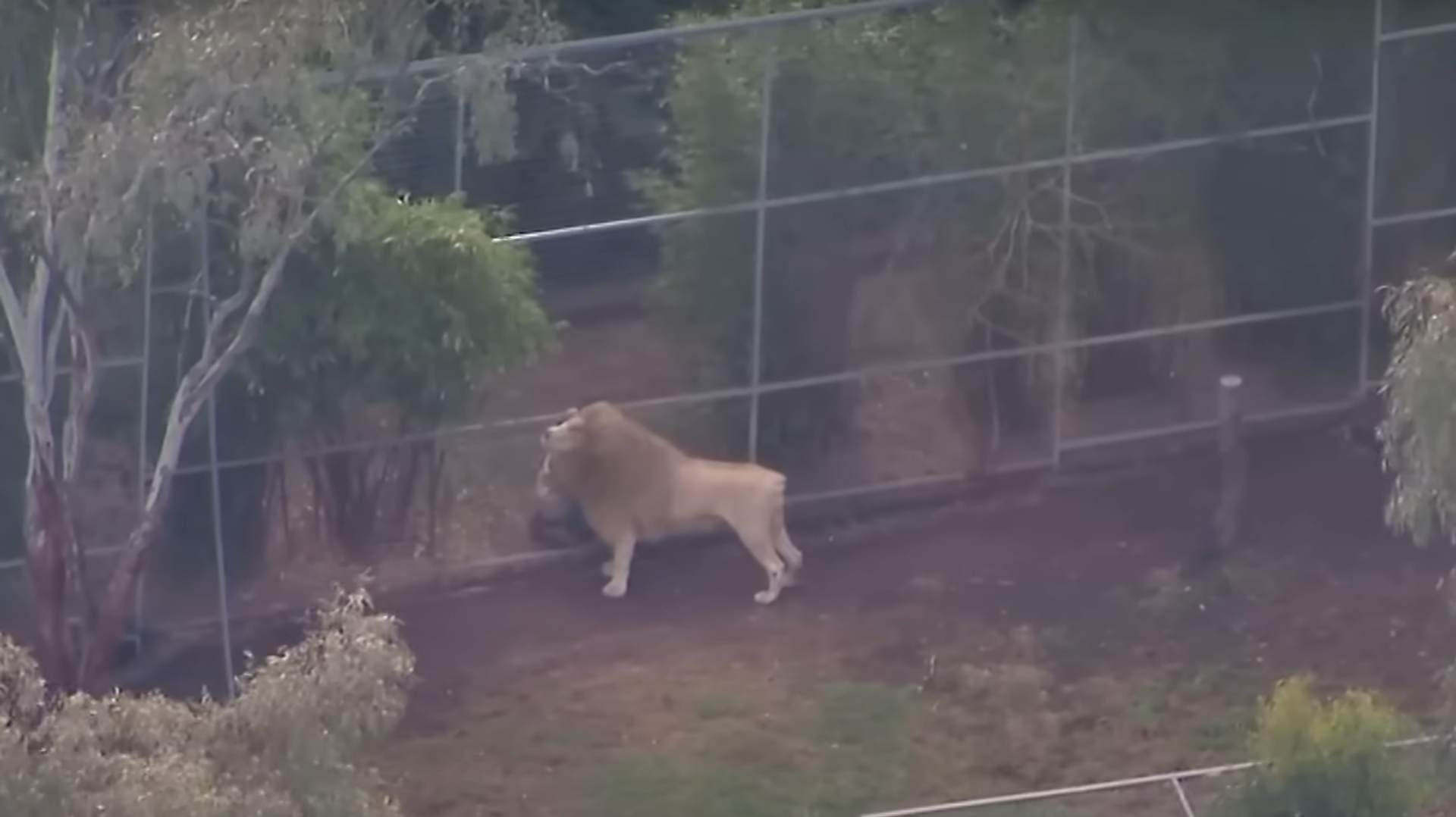 أسد في حديقة حيوان أسترالية - سبوتنيك عربي, 1920, 07.07.2025