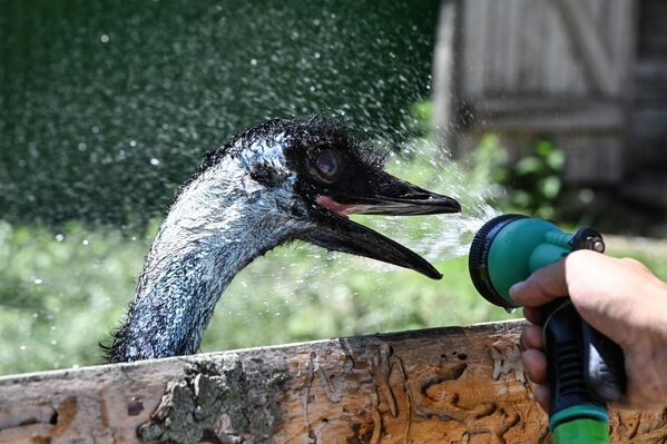 طائر إيمو أثناء استمتاعه بالمياه الباردة،  في حديقة حيوانات سادجورود في فلاديفوستوك.  - سبوتنيك عربي