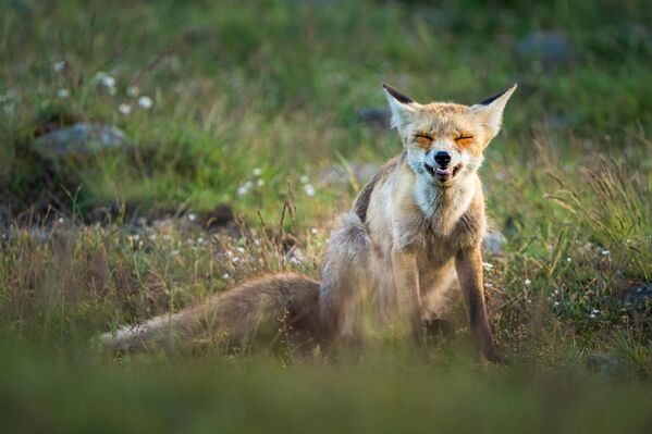 رصد ثعلب في مدينة بولو، في تركيا، 3 يوليو 2025. تتميز بولو وهي واحدة من أبرز مدن تركيا من حيث الحياة البرية، بغاباتها الغنية ومروجها الخضراء الوارفة ومواردها المائية. تعيش فيها أنواع عديدة من الثدييات والزواحف، كما توجد فيها أنواع مختلفة من الطيور الجارحة - سبوتنيك عربي
