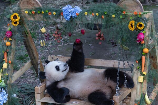 دب الباندا العملاق "مانغ كانكان"، يستمتع بوجبة مميزة، احتفالًا بعيد ميلاده الثاني في حديقة حيوان تشونغتشينغ، 6 يوليو 2025 - سبوتنيك عربي