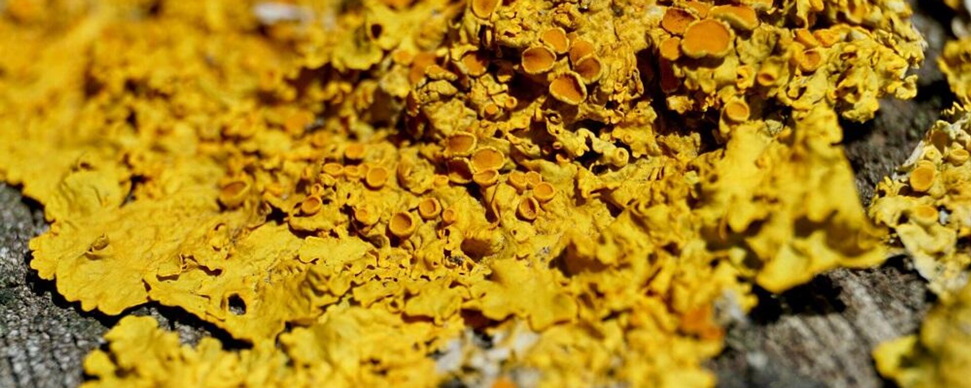 مسحوق أصفر وأسود على سطح رمادي - سبوتنيك عربي, 1920, 12.07.2025