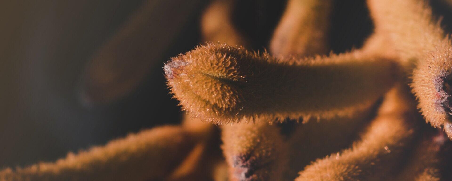 دودة بحرية - سبوتنيك عربي, 1920, 13.07.2025