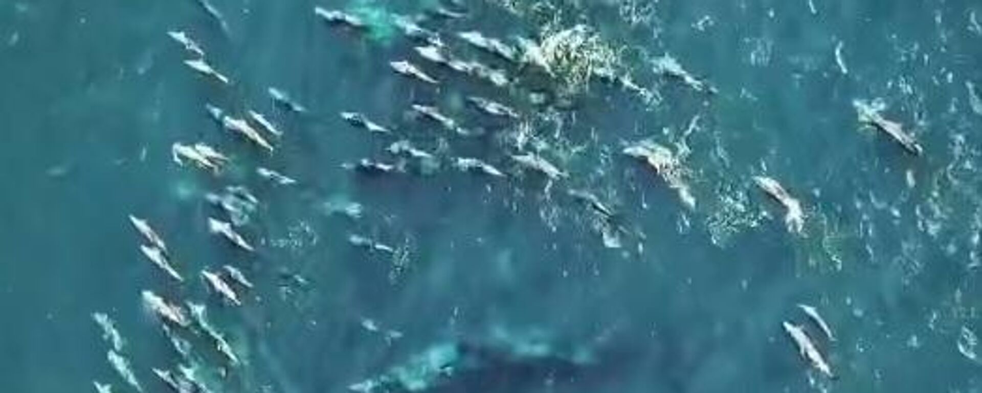 مئات الدلافين والحيتان الحدباء ترسم لوحة بحرية ساحرة - سبوتنيك عربي, 1920, 17.07.2025