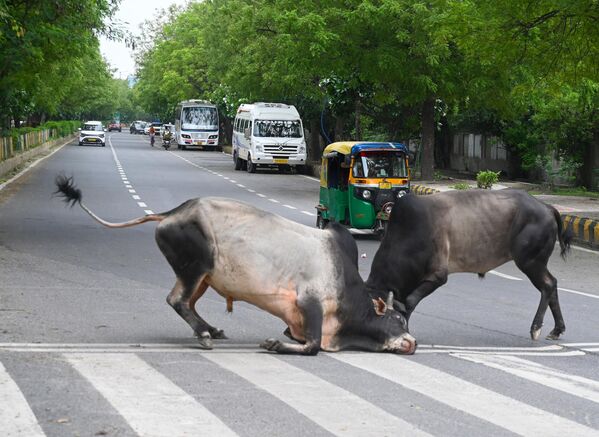 ثوران ضالان يتصارعان في منتصف الطريق، في نويدا، الهند - سبوتنيك عربي