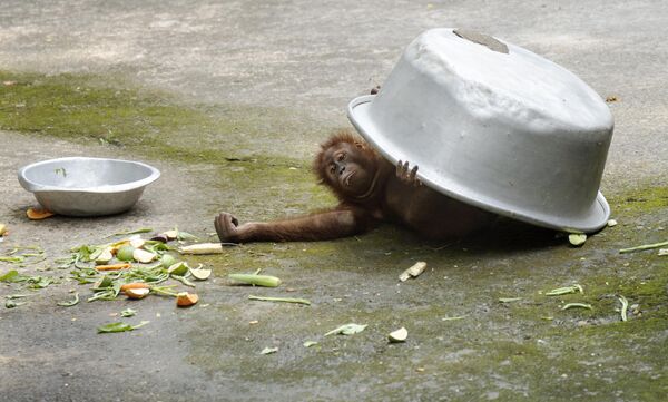 لقطة طريفة لقرد يستخدم وعاء كبيرا من الألومنيوم لحماية نفسه من أشعة الشمس، خلال يوم صيفي حار في جواهاتي، الهند - سبوتنيك عربي