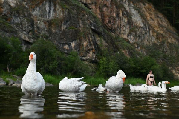 أوز في نهر مالي إنزر في باشكيريا. - سبوتنيك عربي