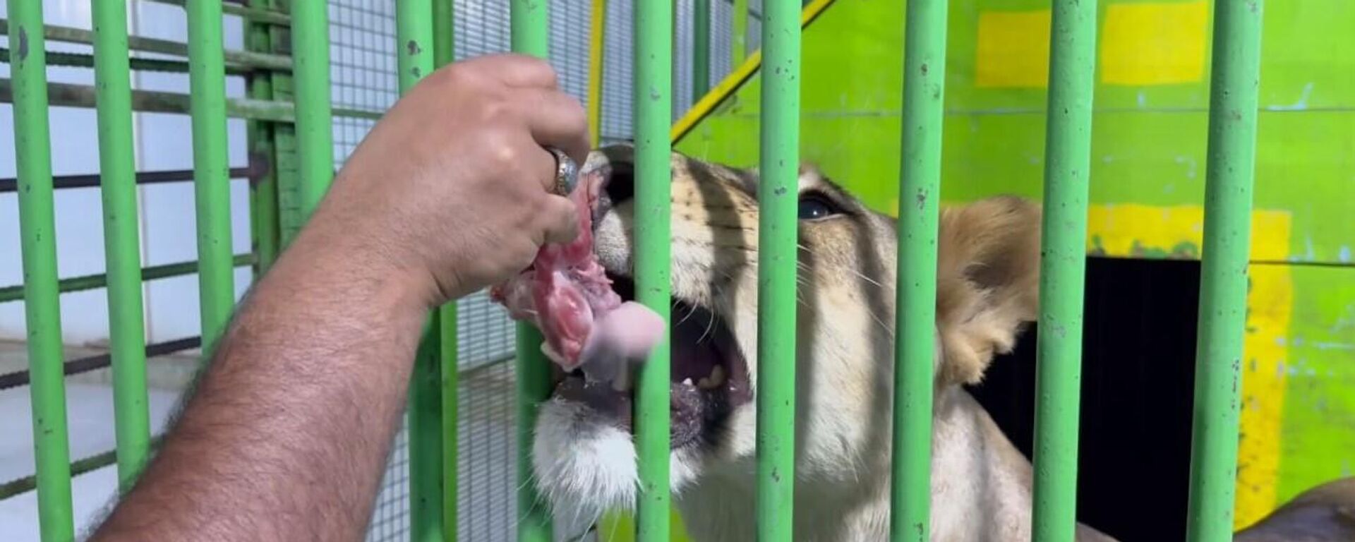 الأسود والنمور تغزو منازل العراقيين - سبوتنيك عربي, 1920, 24.07.2025