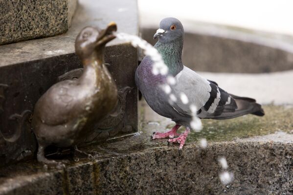 لقطة طريفة لحمامة أمام نافورة على شكل بطة في صوفيا، بلغاريا - سبوتنيك عربي