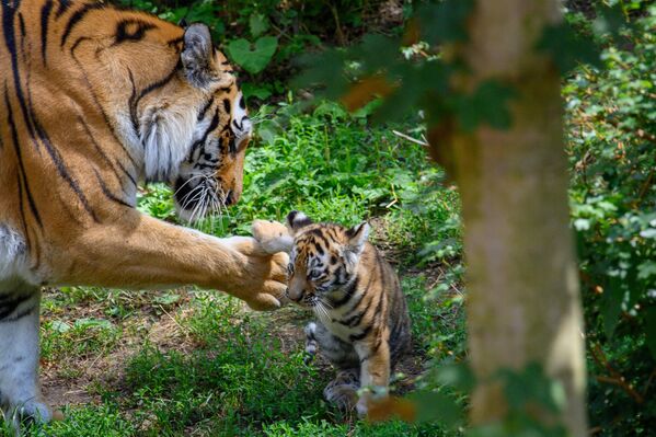 أم النمر "ستورمي" تساعد أحد أشبالها على الوقوف، في حديقة حيوانات ماغديبورغ، ألمانيا - سبوتنيك عربي