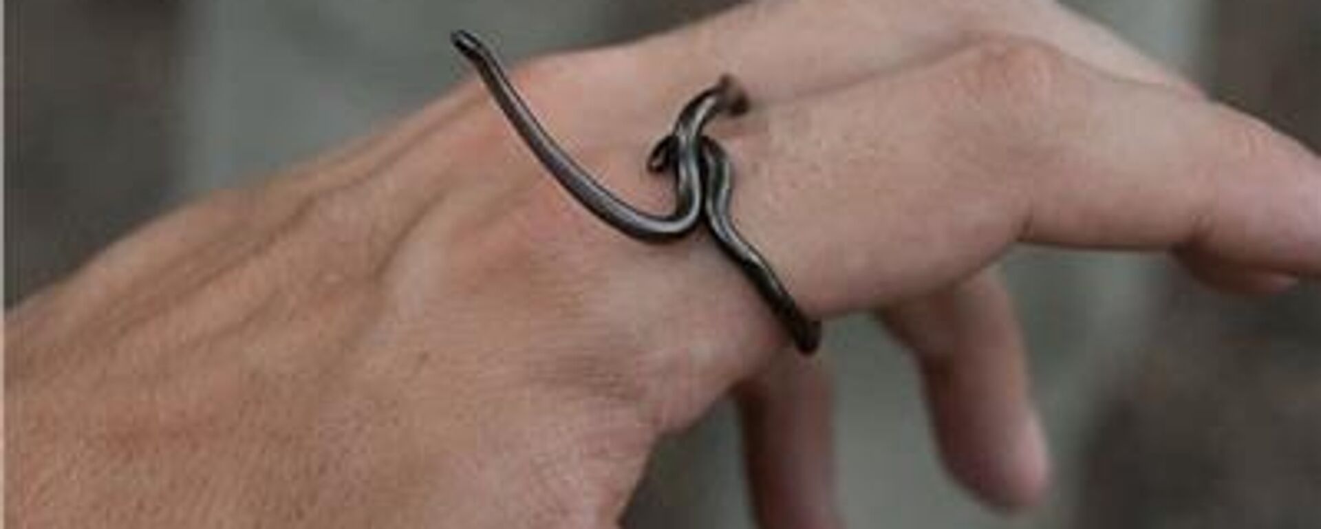 أفعى خيط بربادوس - سبوتنيك عربي, 1920, 26.07.2025