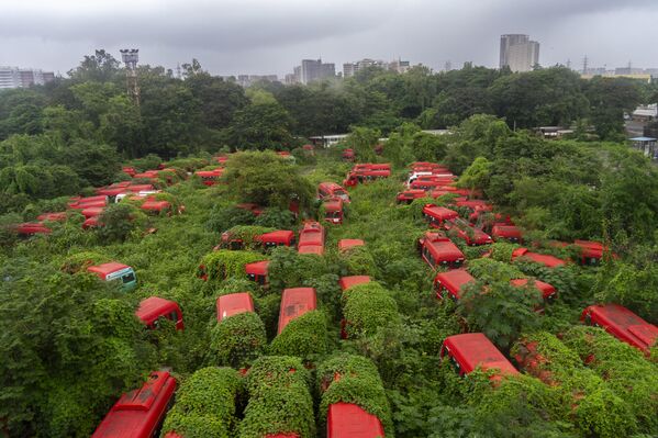 النباتات تظر فوق حافلات صغيرة تابعة لشركة "بريهان مومباي" للكهرباء والنقل بعد أن أنهت خدمتها في محطة حافلات مومباي، الهند. - سبوتنيك عربي